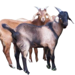Kambing Guling Grogol