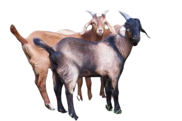 Kambing Guling Grogol